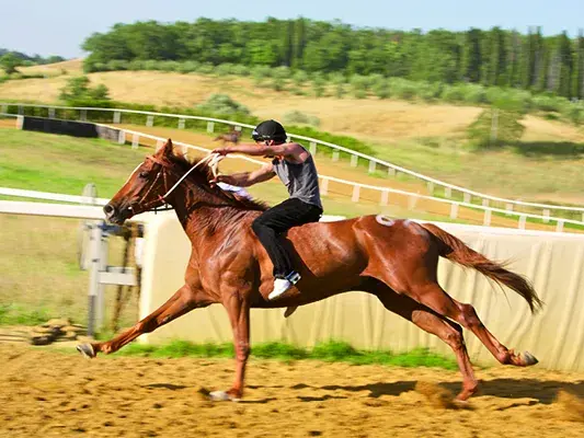 palio corse addestramento